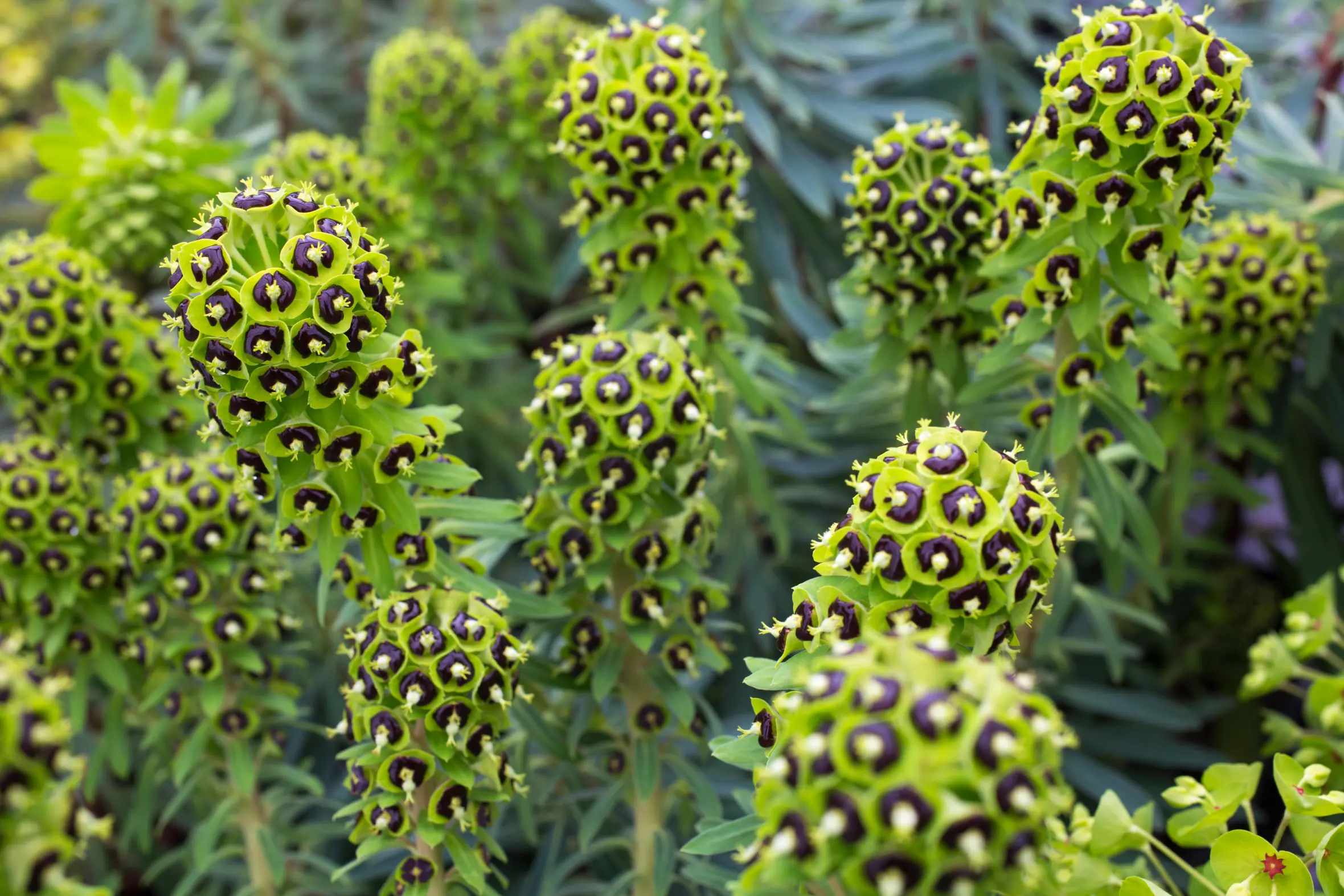 Euphorbia 'Black Pearl' flowers with dark purple centers.