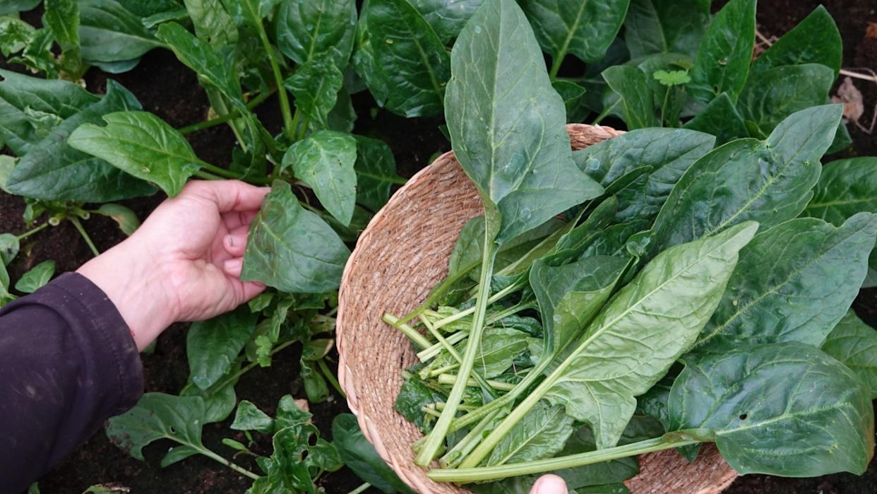 man's hands harvesting spinach leaves with a wicker basket, natural and organic food