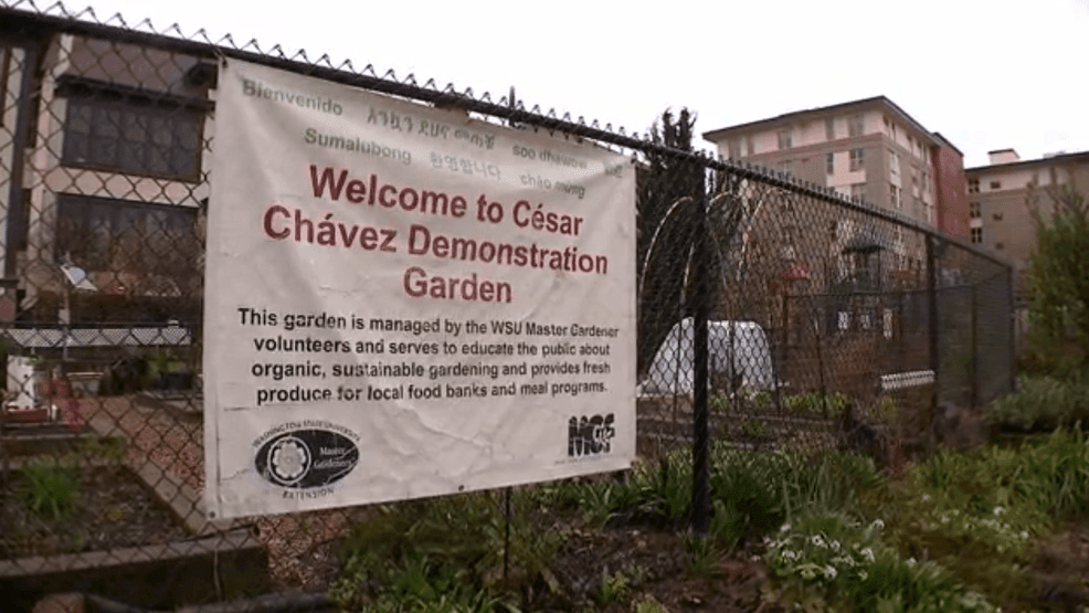 A photo of the garden on March. 19, 2026. (KOMO){ }