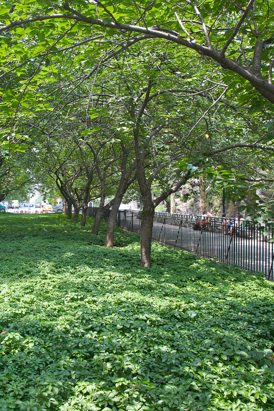Trees above pachysandra in garden of Carl Schurz Park, Upper East Side, New York, NY, U.S.A.