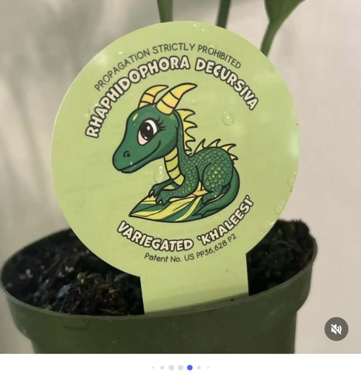 Is this for real?