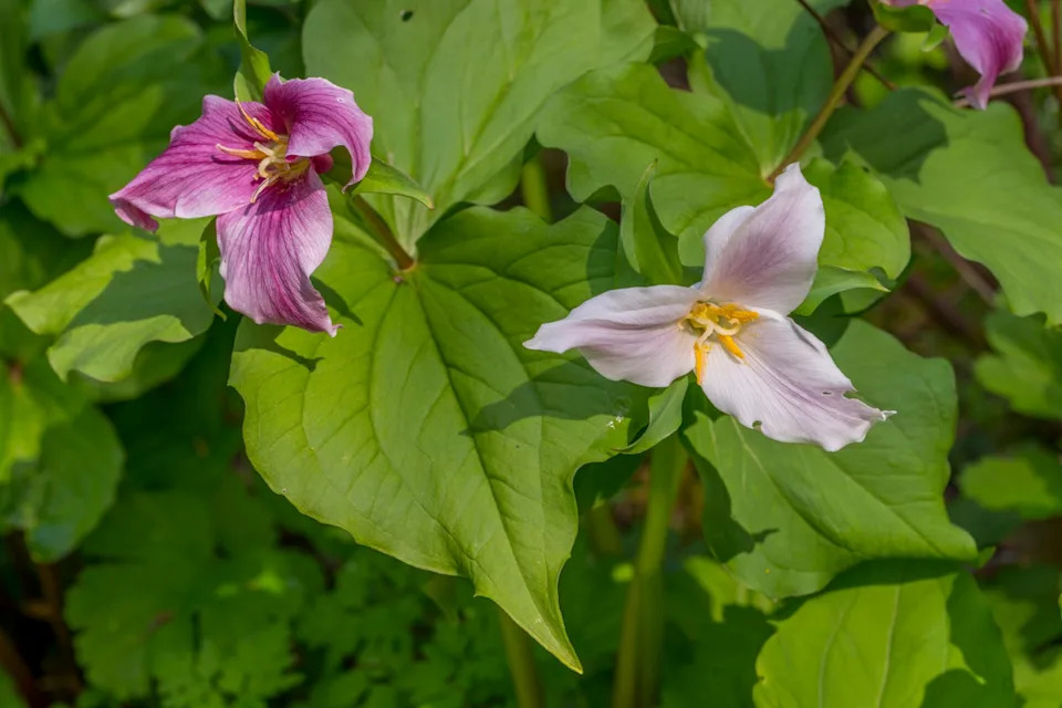 spring scene with trillium flowers at the bellevue botanical...