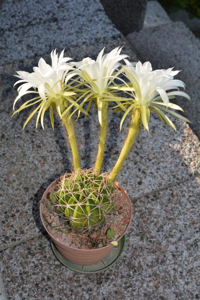 Blooming cactus 🌵🏵️