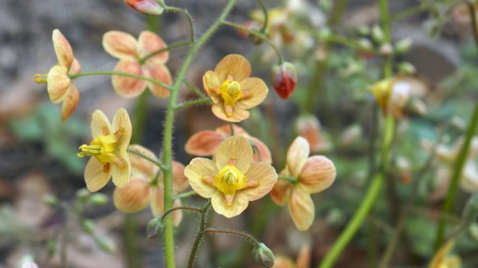 Epimedium - bishop's hat yellow flowers.