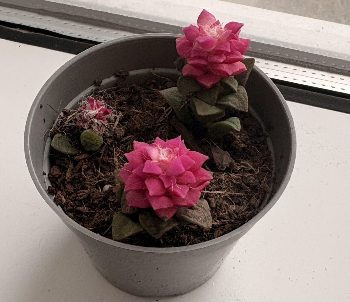 Gifted succulent (?) help