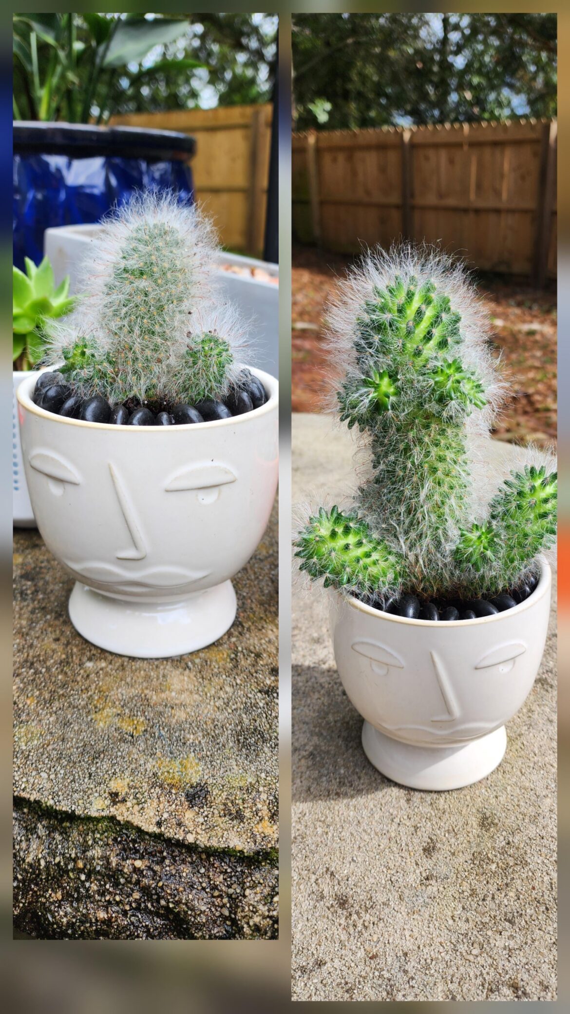 Taken just under 1 year apart...