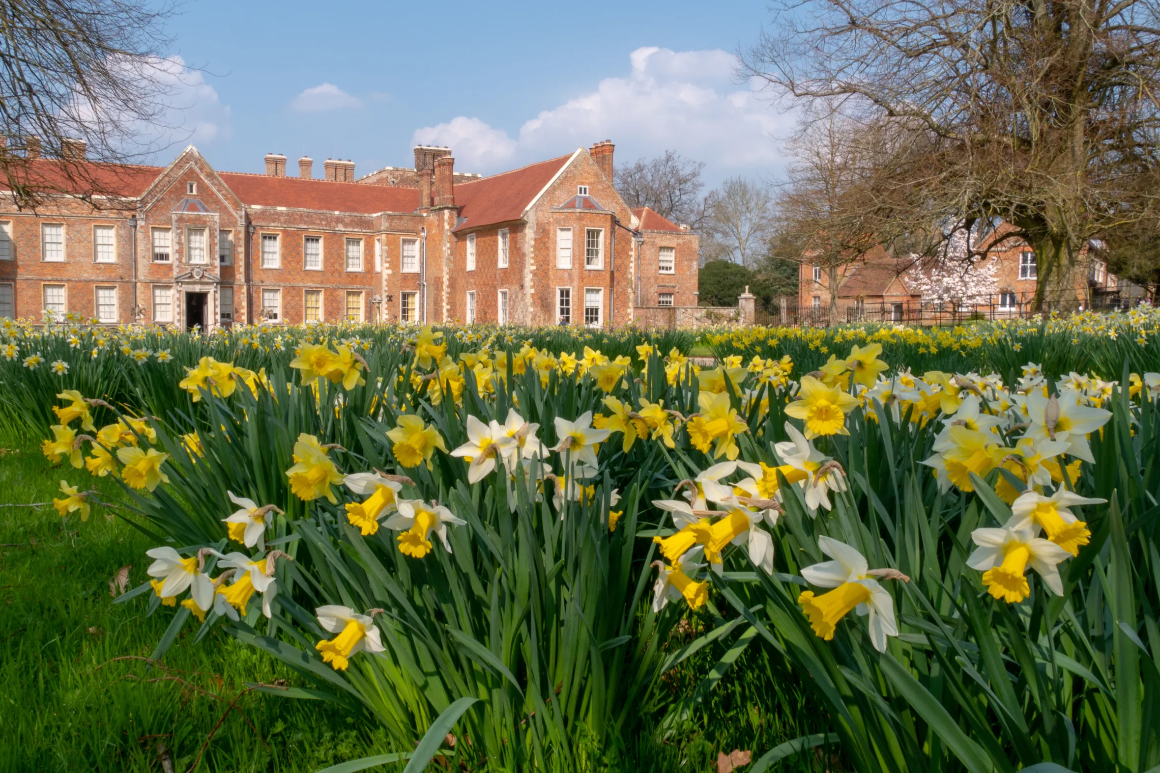 Daffodils at The Vyne, Hampshire, a large historic brick estate.