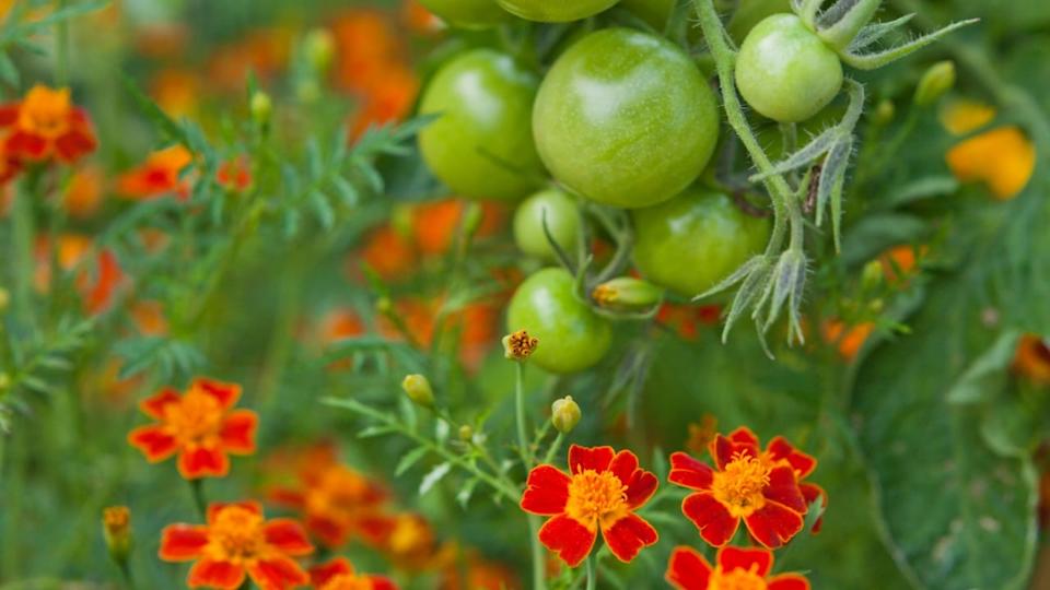 Tomato plants with green fruit and marigolds - companion plants in a permaculture garden. Marigolds help to pollinate more tomatoes.