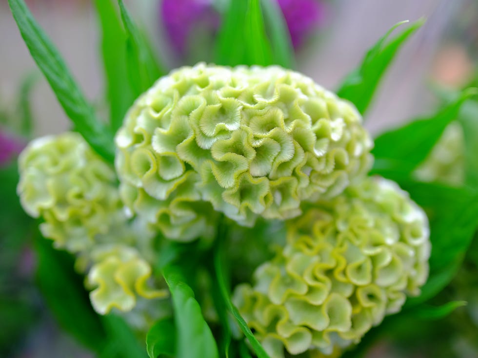 Very special plant in green coral like flower