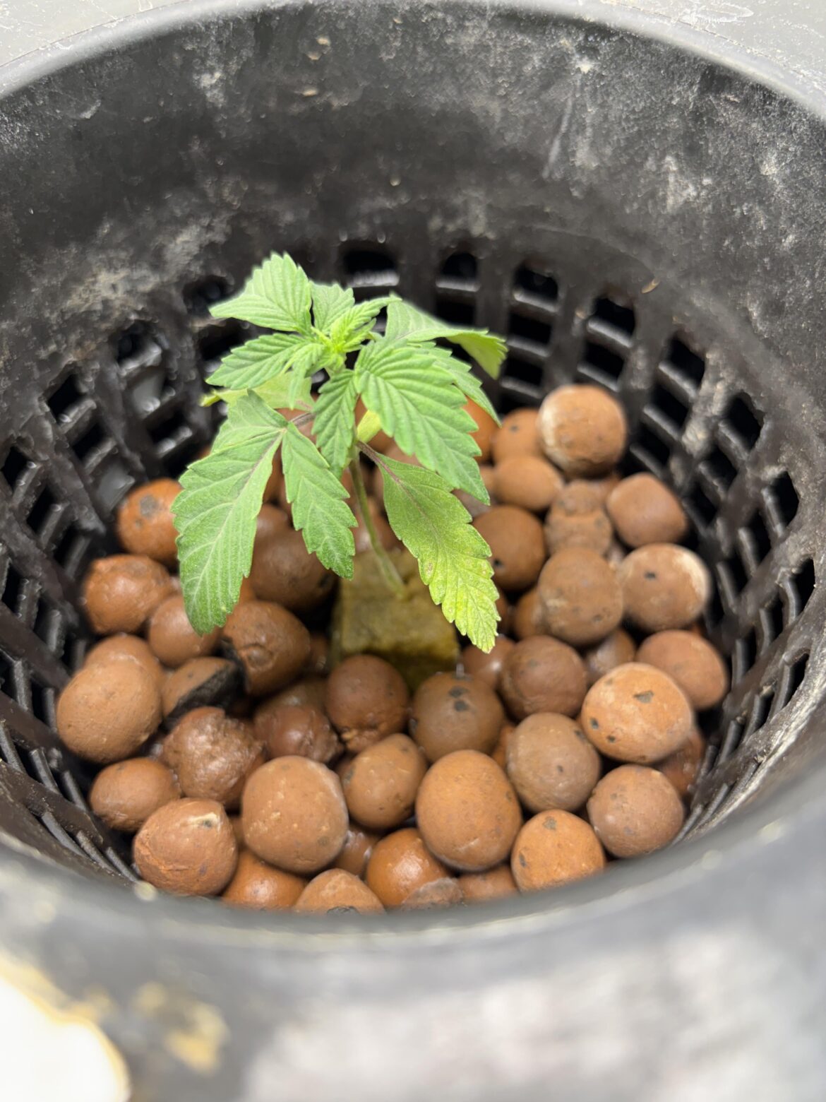 Seedlings keep dying