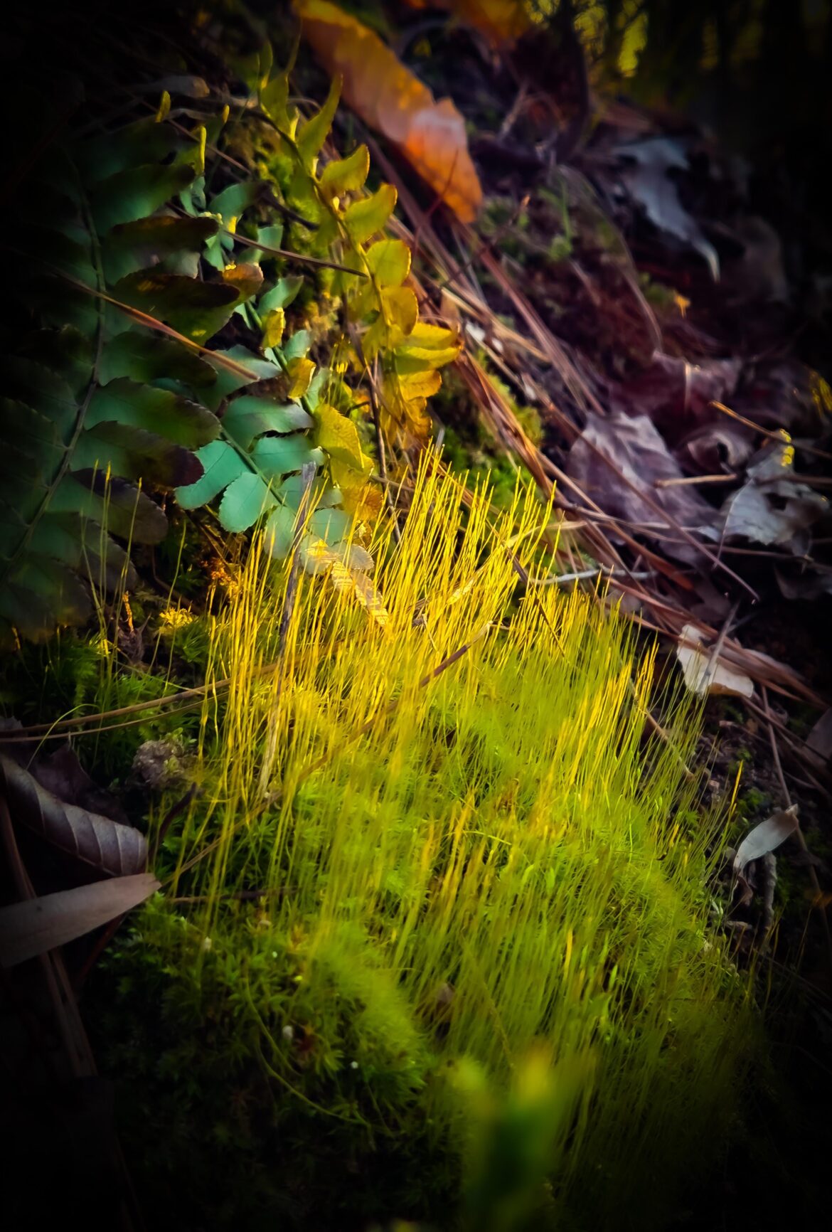 [Oc] Broom Forkmoss flowering (sort of)