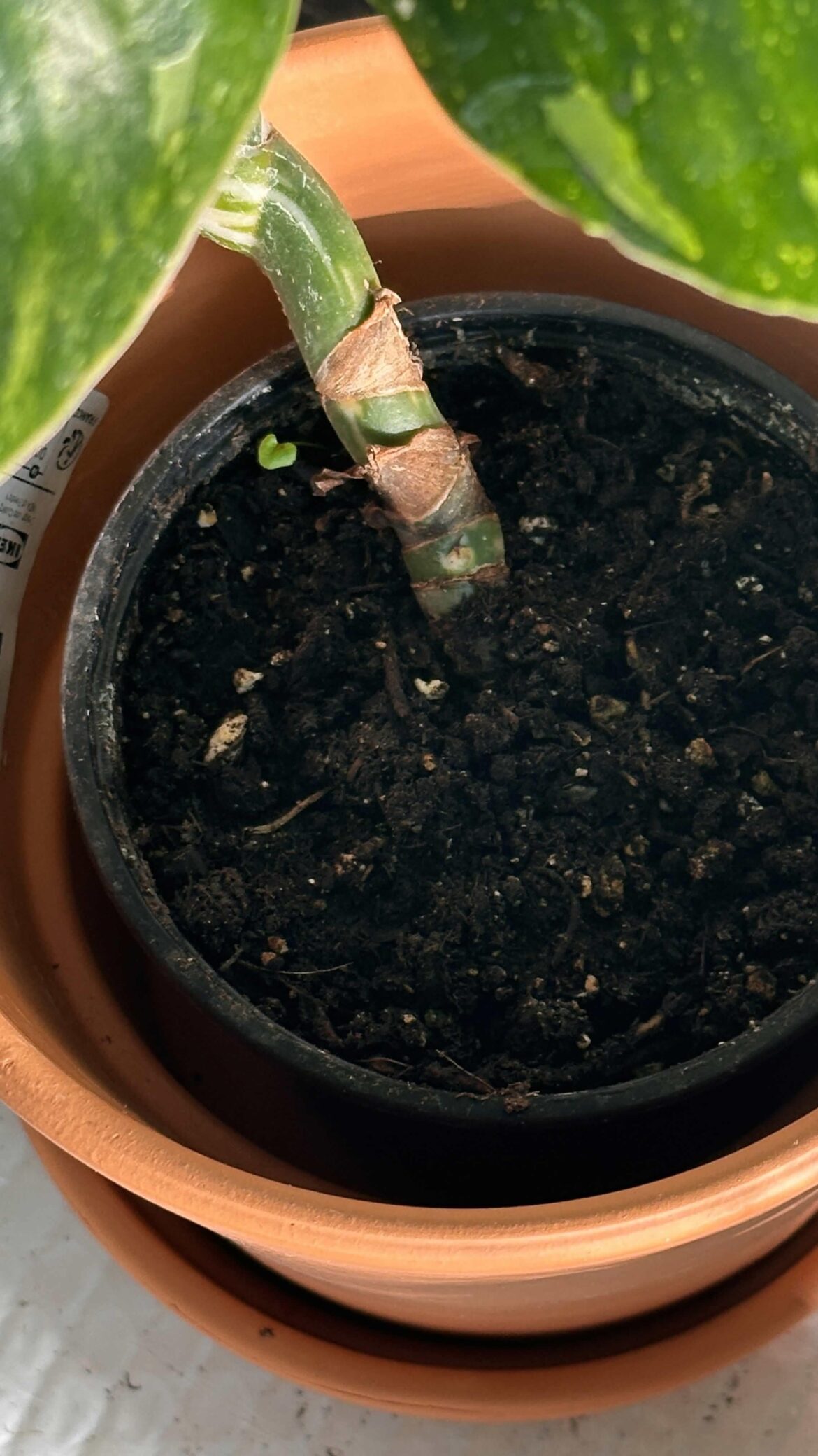 This is my first philodendron (punctata).... what is going on here??