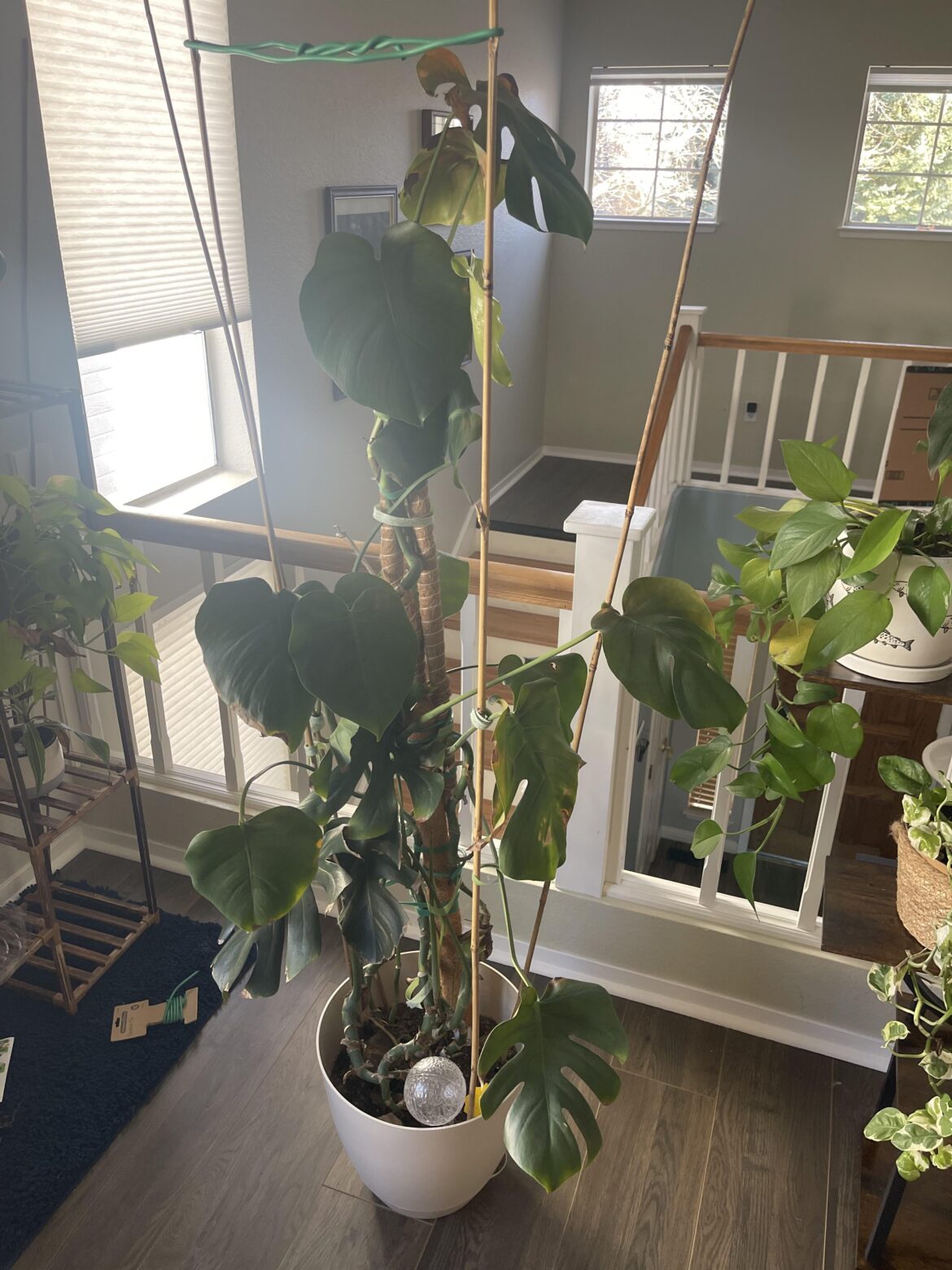Monstera help!