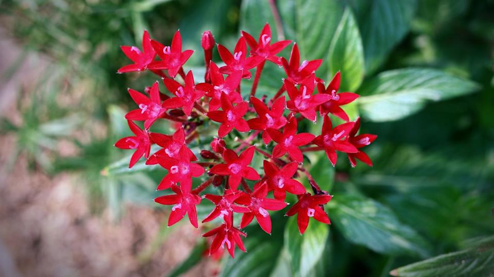 Egyptian stars (Pentas lanceolata)