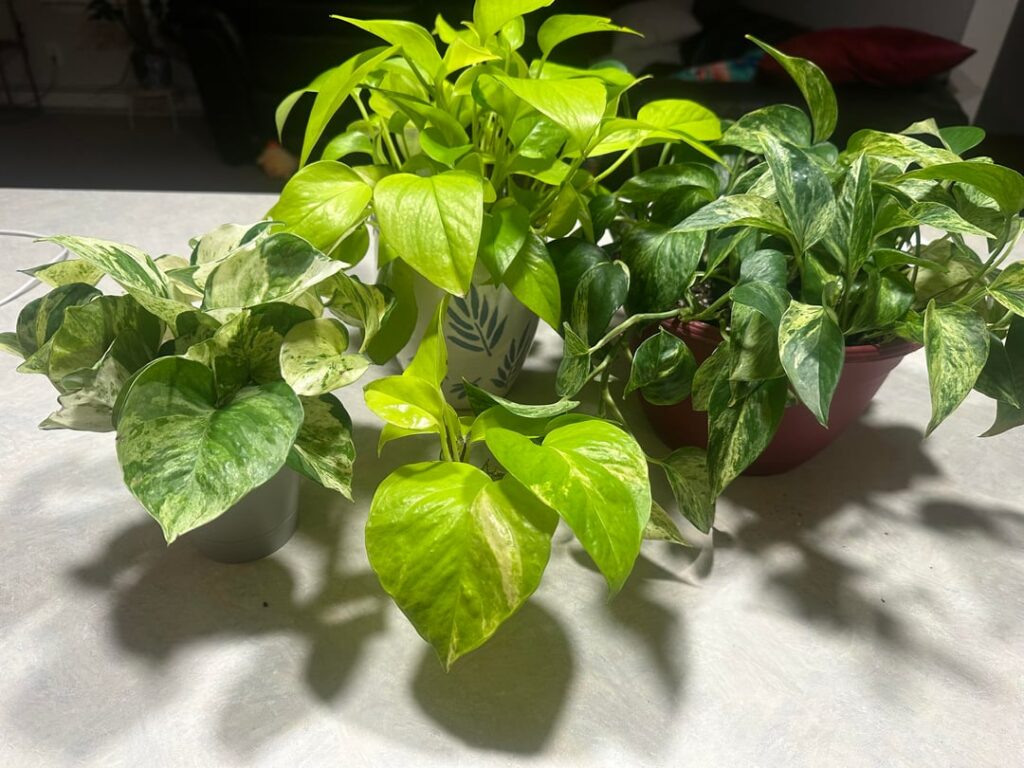 Is this a Neon Queen?