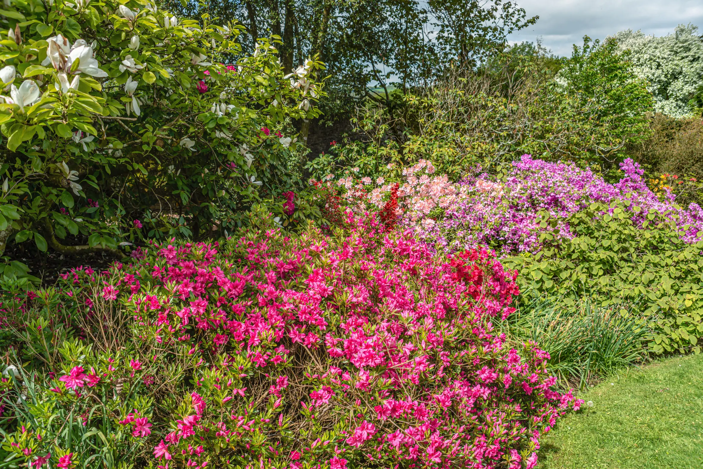 Colorful azalea bushes in the garden of Buckland Abbey, Yelverton, Devon, England.