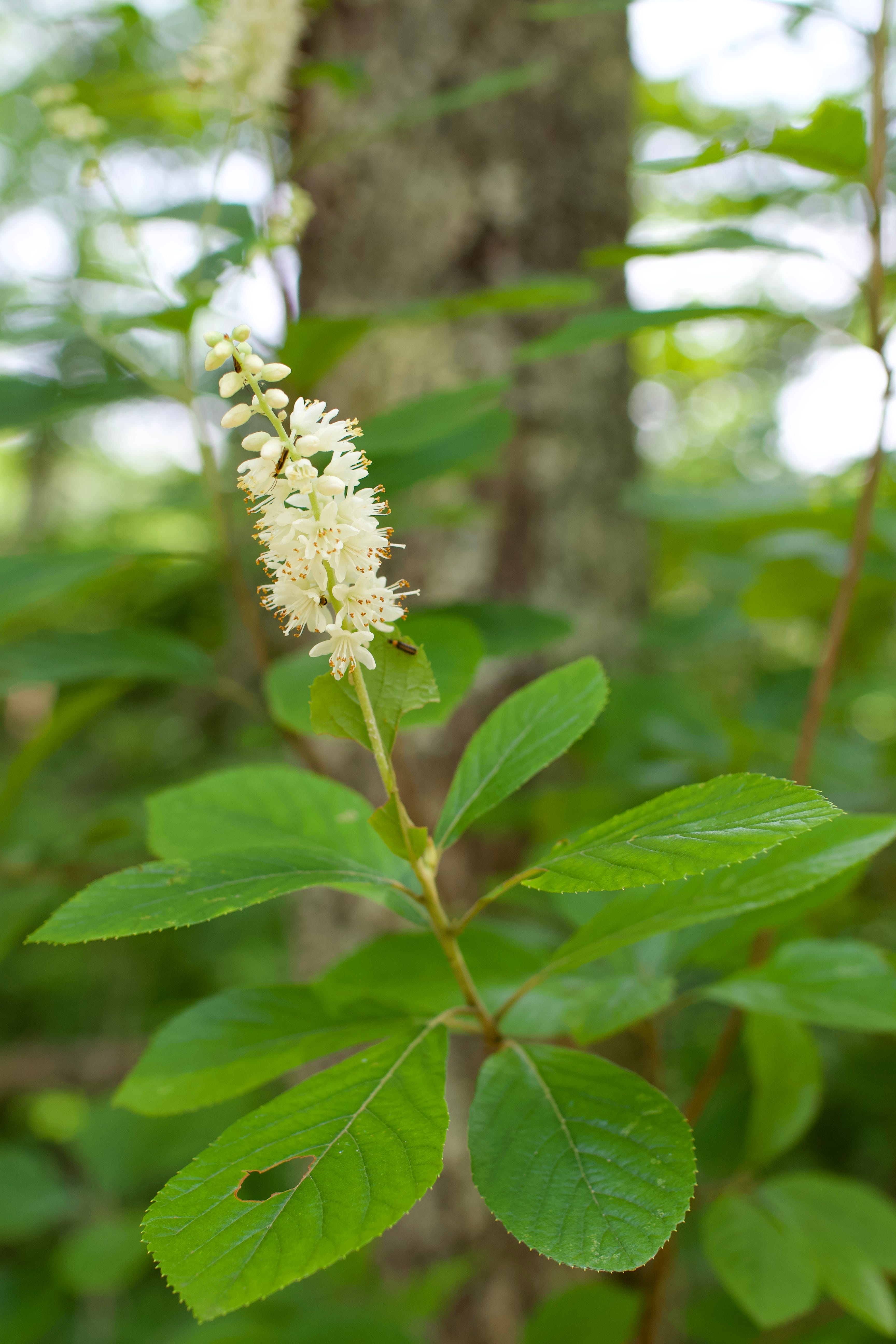 Close-up of a blooming white flower in a forest setting