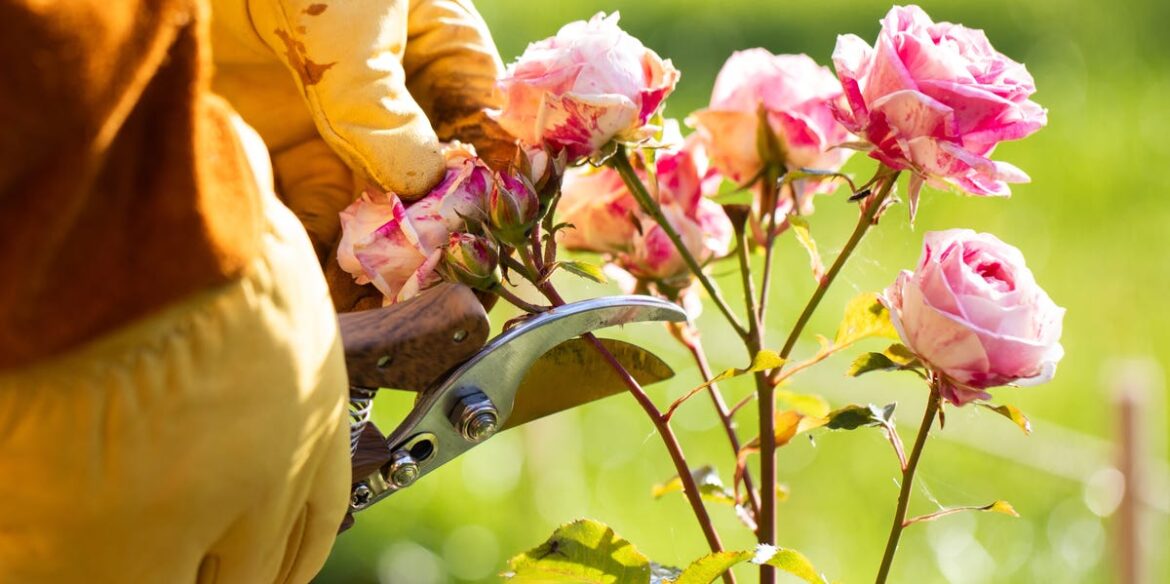 These £35 Secateurs Changed How I Prune My Plants — And I Won’t Go Back These £35 Secateurs Changed How I Prune My Plants — And I Won't Go Back