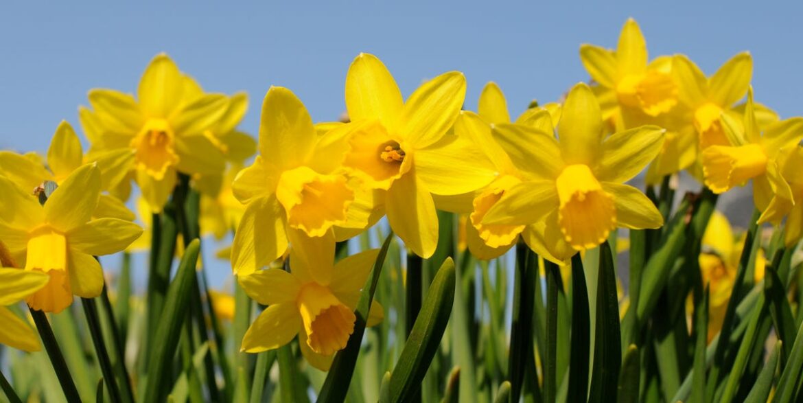 Why Bulbs Won't Flower And How To Fix It