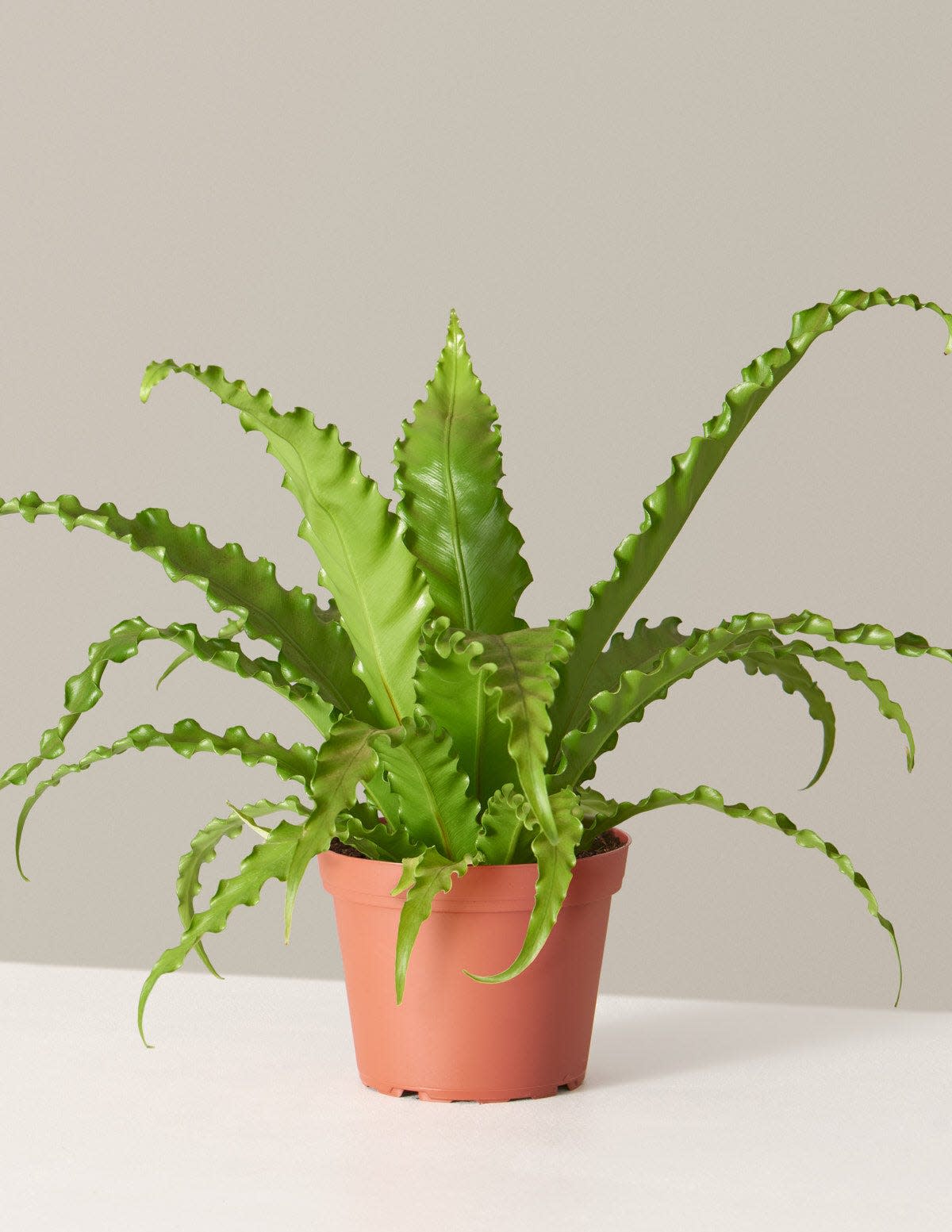 37 Low-Light Houseplants That THRIVE in Darkness