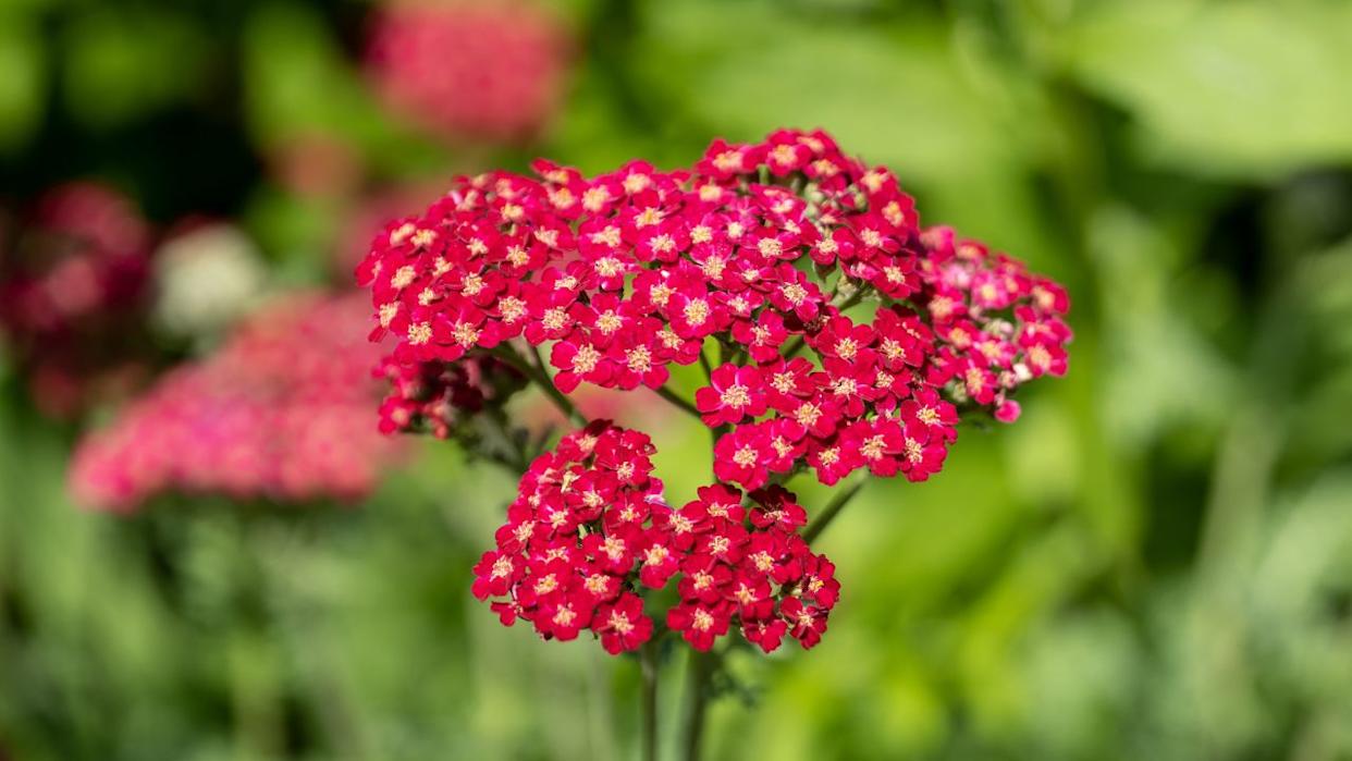 Red velvet yarrow (Achillea millefolium)