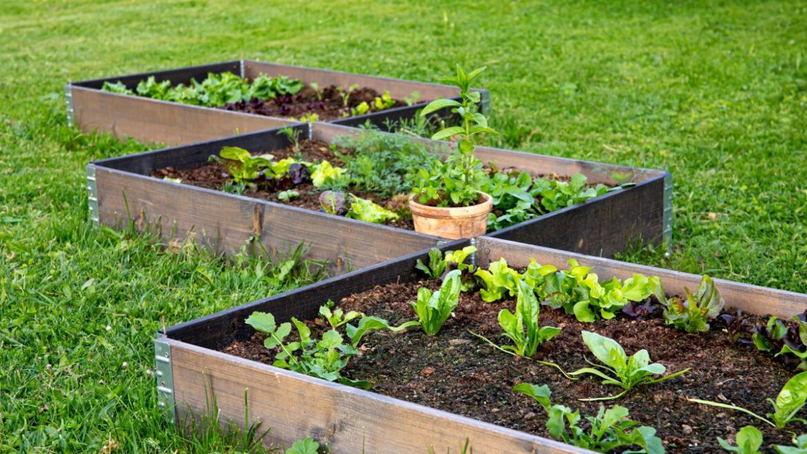 Garden Talk: Can heat mats wake up my plants this spring? Garden Talk: Can heat mats wake up my plants this spring?