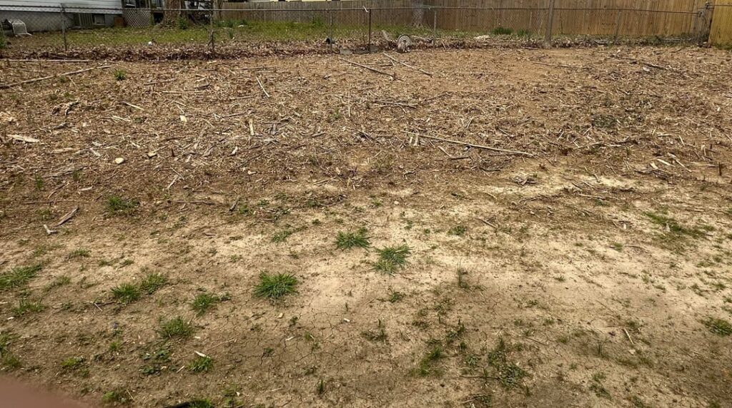 Bamboo filled yard Bamboo filled yard