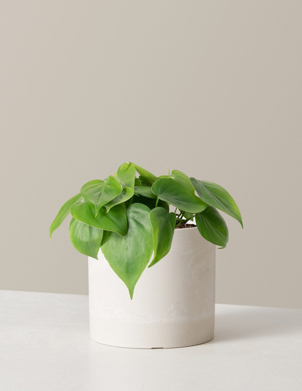 37 Low-Light Houseplants That THRIVE in Darkness