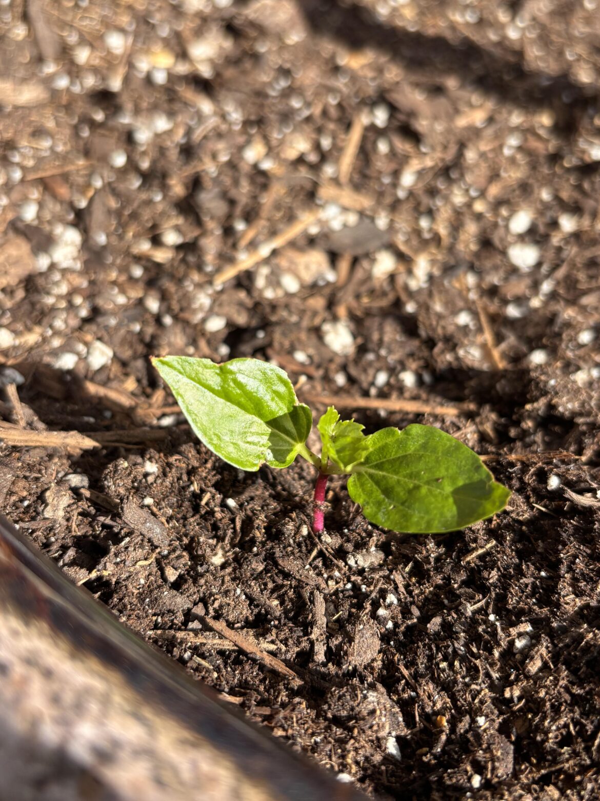 What is this volunteer I found in my Lime Tree pot?
