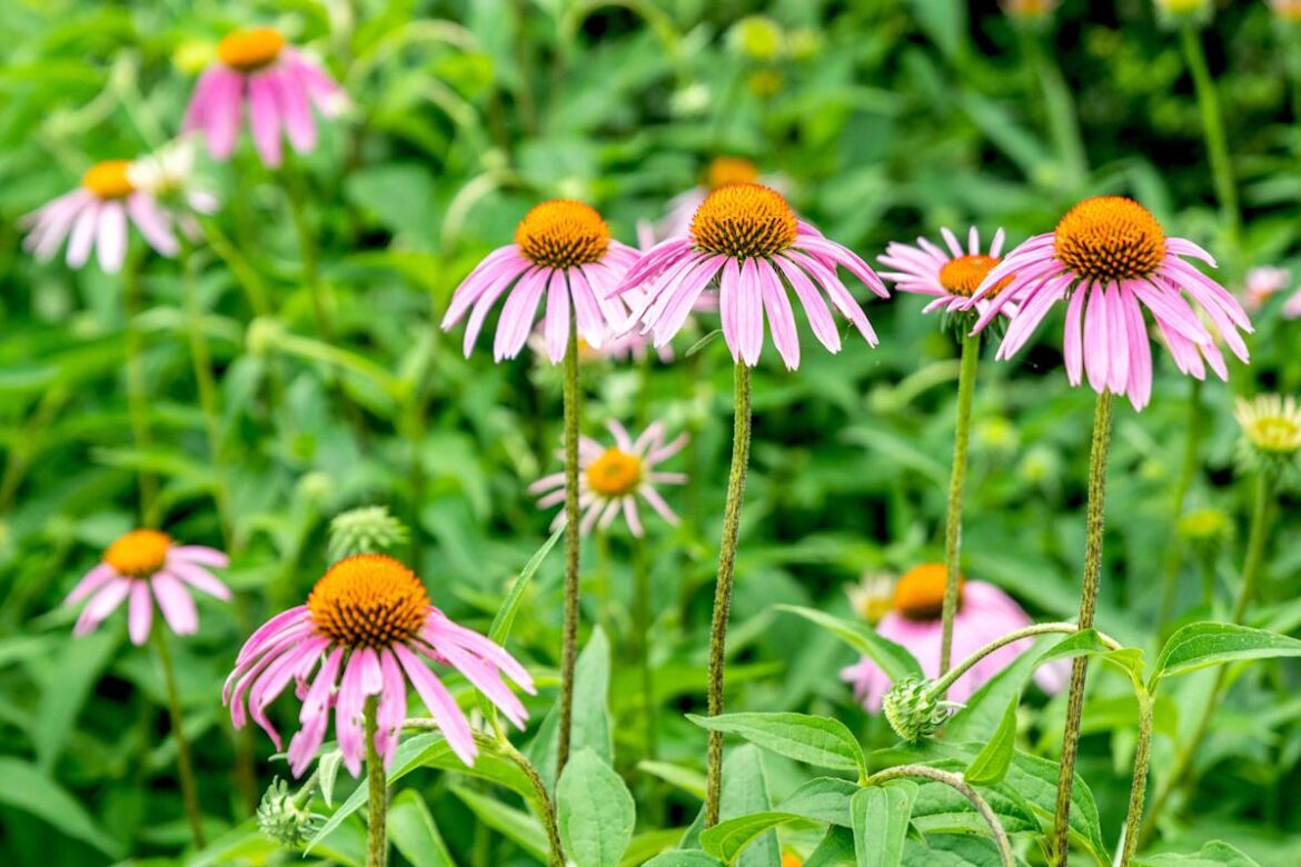 11 Long-Lasting Perennials That Come Back Beautifully Every Year 11 Long-Lasting Perennials That Come Back Beautifully Every Year