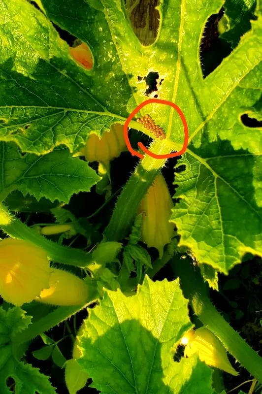 Unfortunately that was definitely going to be the case for one neighbor who posted in the r/Gardening subreddit asking for help after spotting eggs in a zucchini plant.