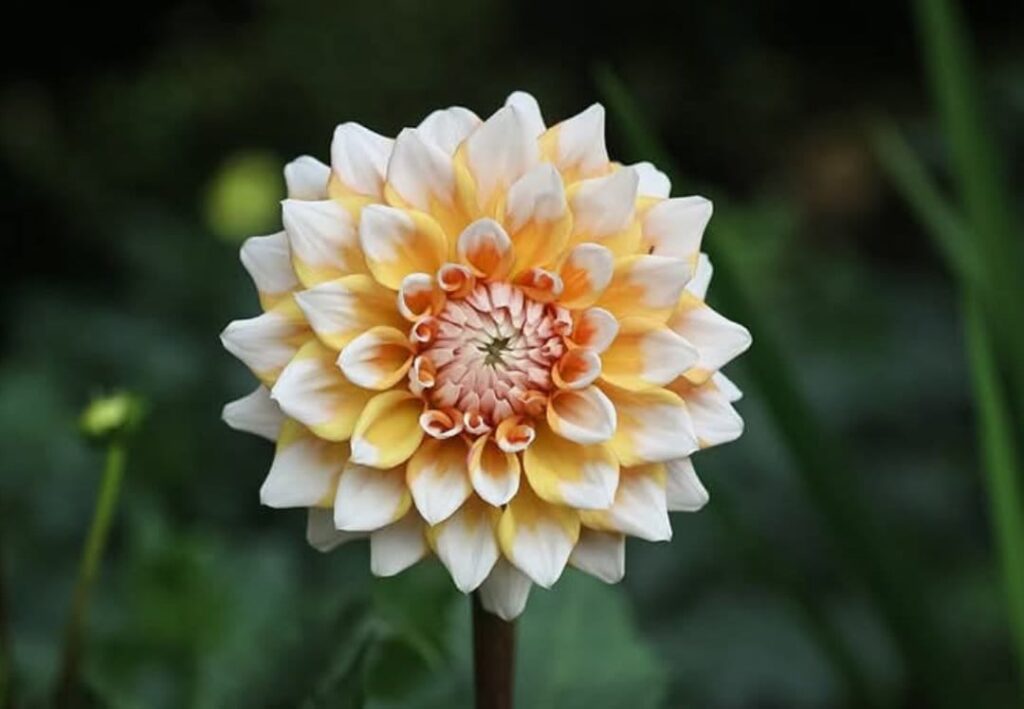 The real beauty of Seattle dahlia flower