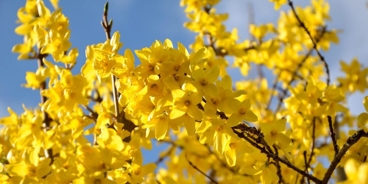 10 Trees and Shrubs You Should Never Prune in Spring 10 Trees and Shrubs You Should Never Prune in Spring