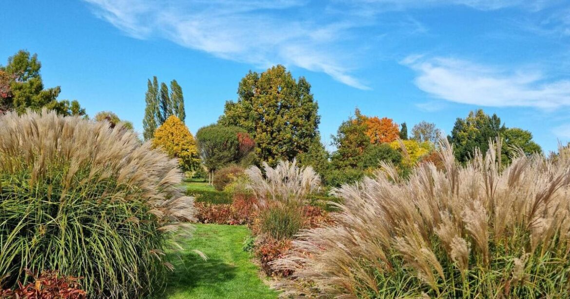 Is it too late to cut back grasses and perennials in March?