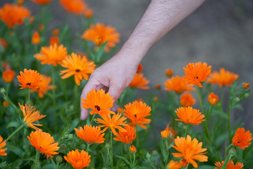 A hand reaches down into a bed of calendula flowers to pick a blooming orange flower.