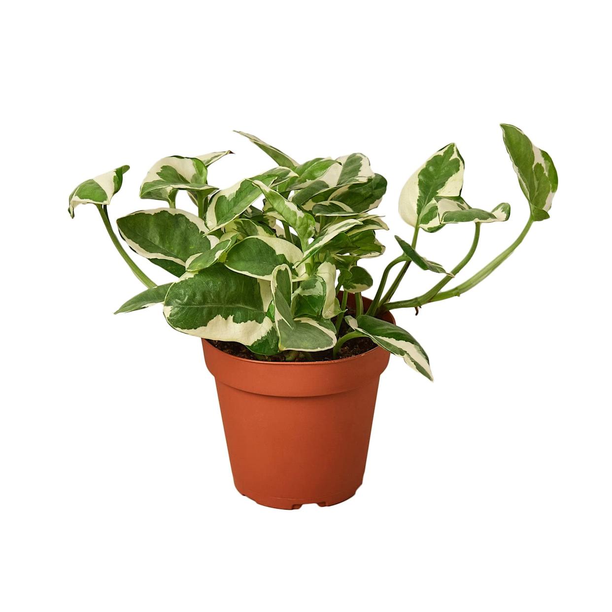 37 Low-Light Houseplants That THRIVE in Darkness