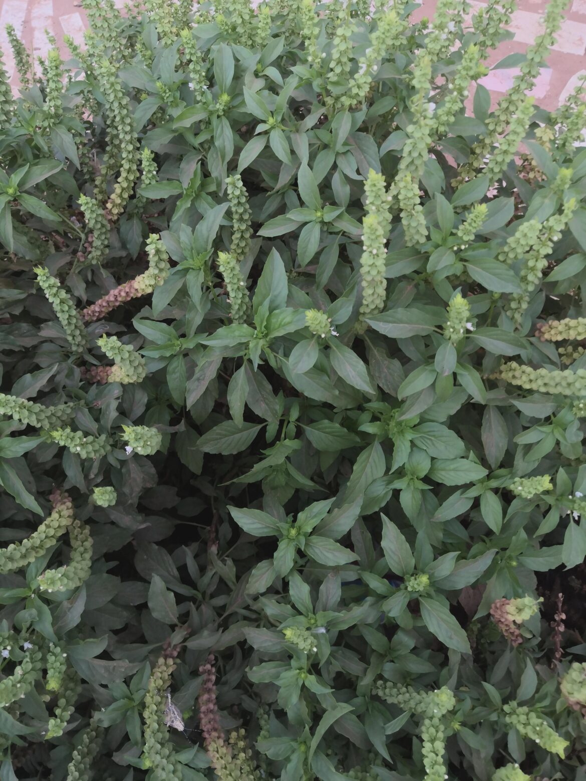 What kind of basil is this?
