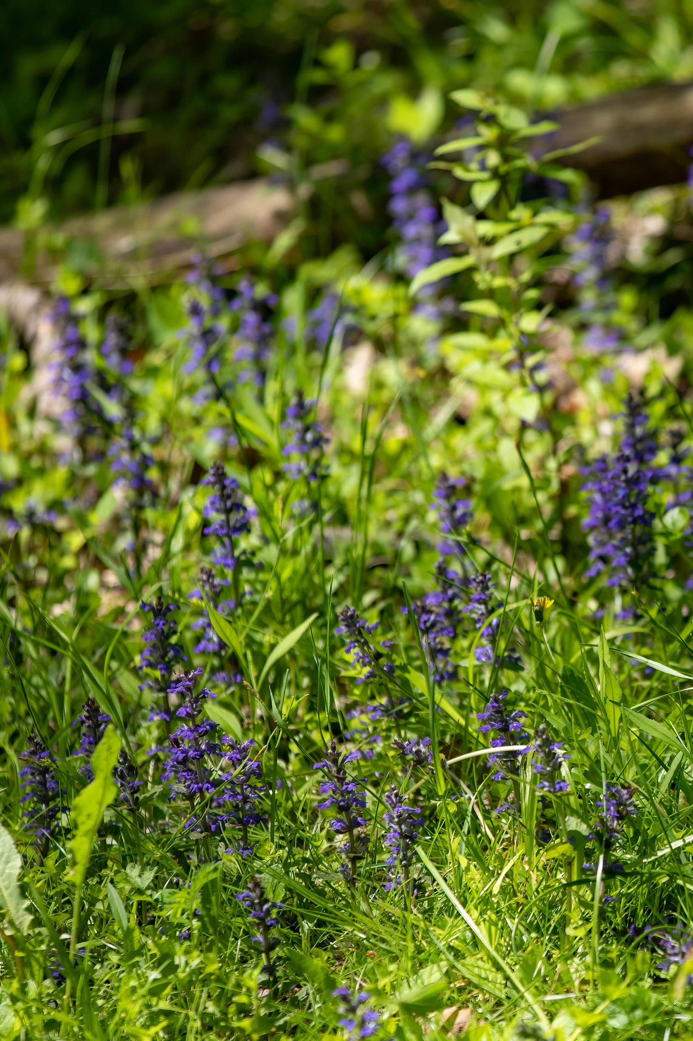 Ajuga Bronze Beauty Flowers