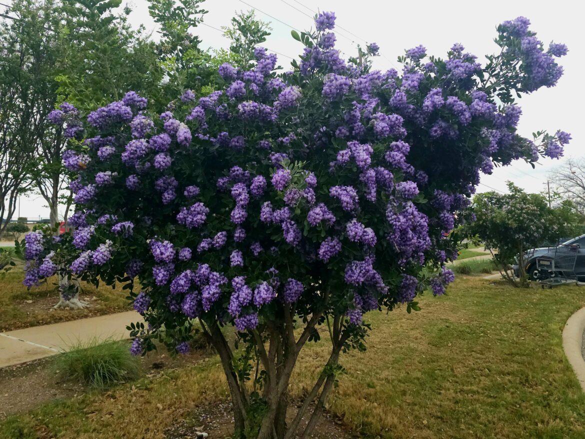 HEB Parmer and Whitestone