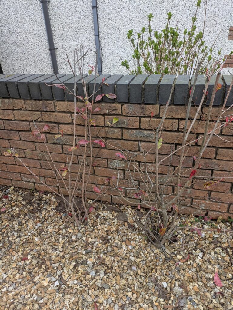 How can I help my Red Robbins? How can I help my Red Robbins?