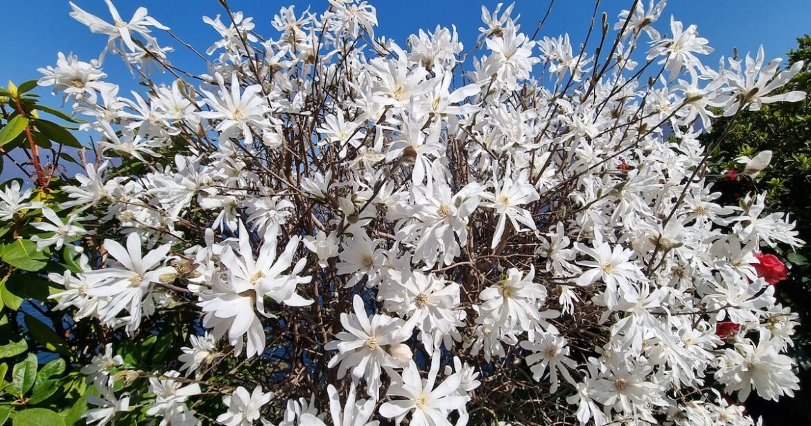 How can I help my magnolia tree to flourish? – The Irish Times
