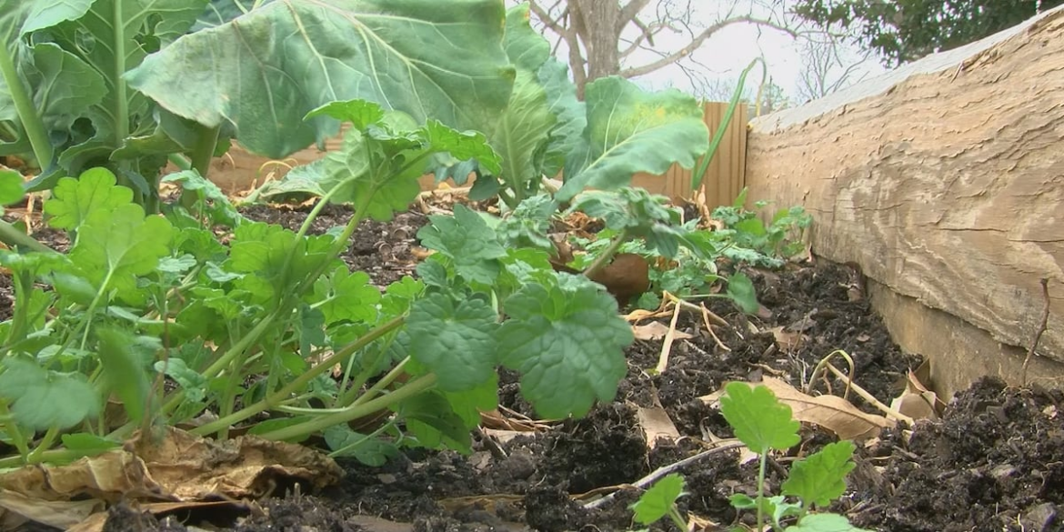 UT finds out which vegetable, herb or flower will grow best in your garden
