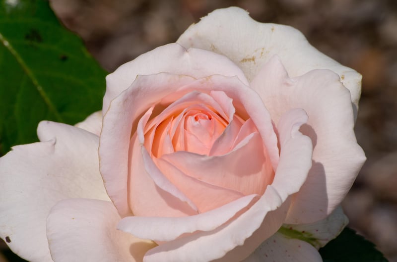 Rosa ‘Chandos Beauty’