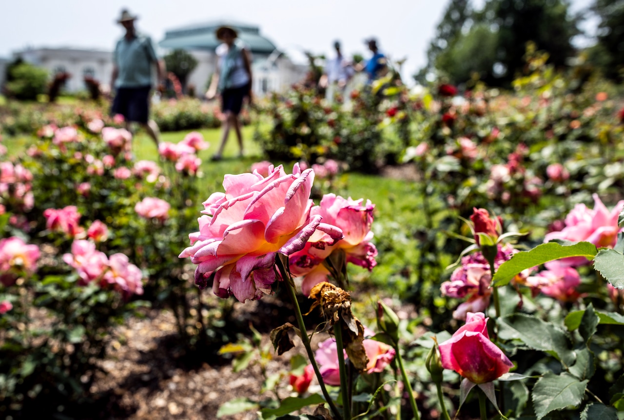 Hershey Gardens roses in bloom