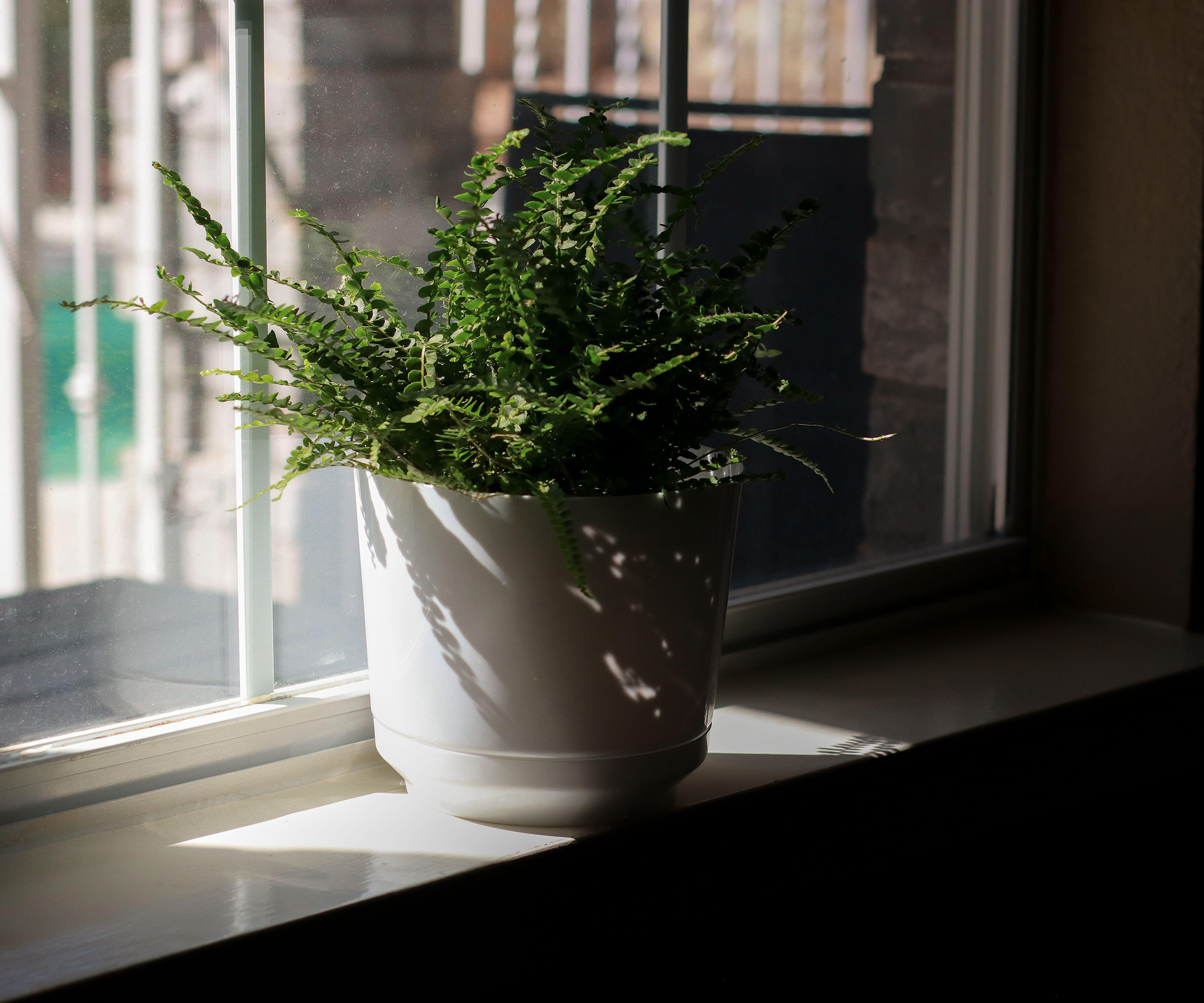 fern plant in a white pot on windowsill at day light