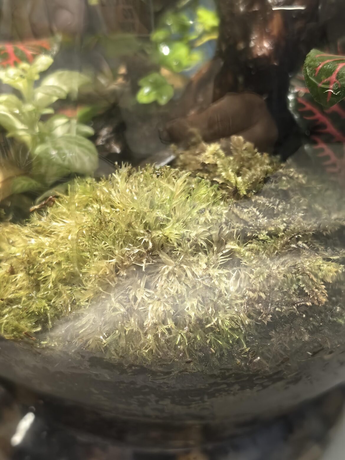 Pincushion moss dying in closed terrarium