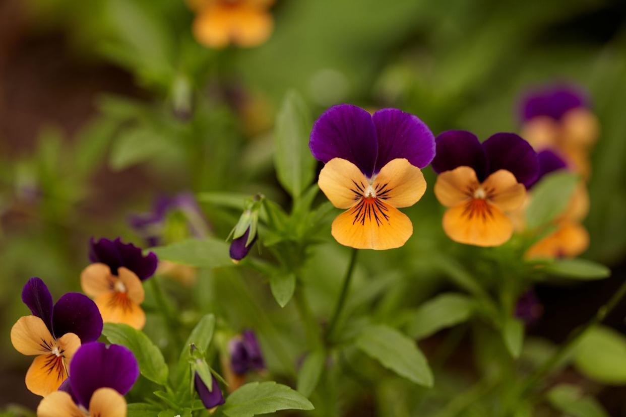 Credit: Karla Conrad