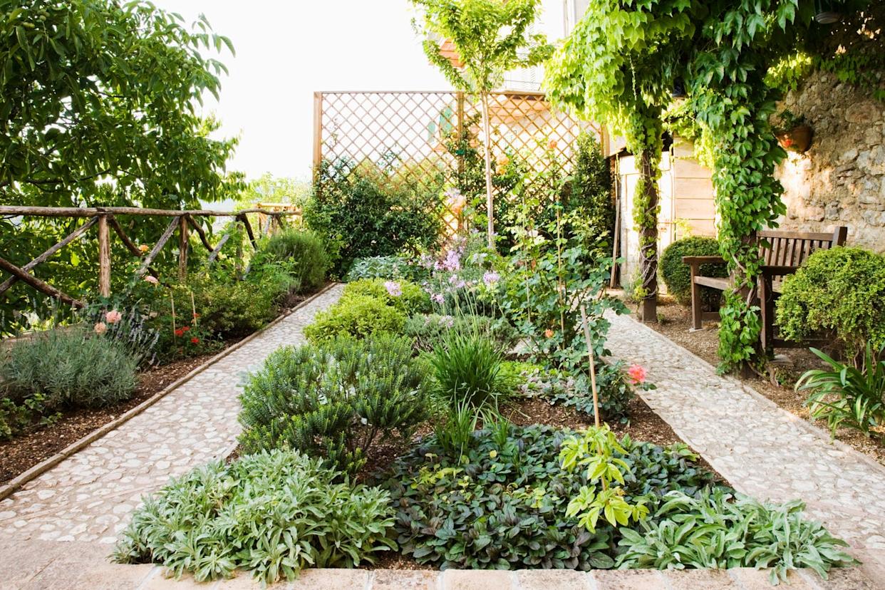 backyard garden
