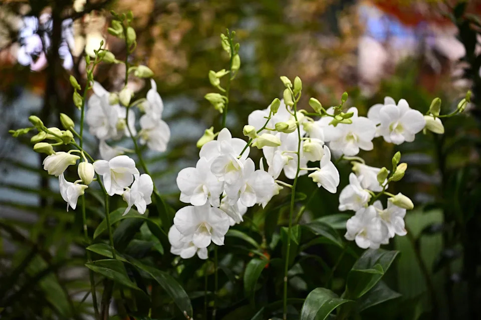 Dendrobium Stefanie Sun, an orchid hybrid named after Singaporean singer Stefanie Sun, as part of an orchid display featuring 20 celebrity and heritage orchids.