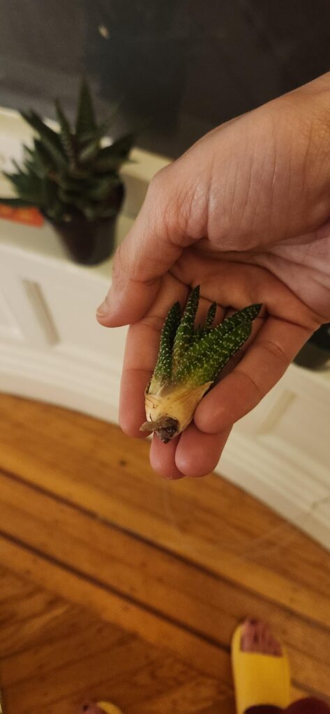 Repotting a Zebra Haworthia pup